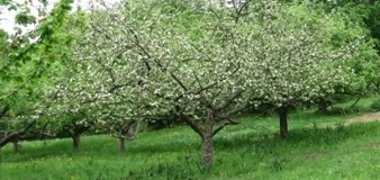 Streuobstwiese in voller Blüte