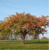 Streuobstwiese im Herbst