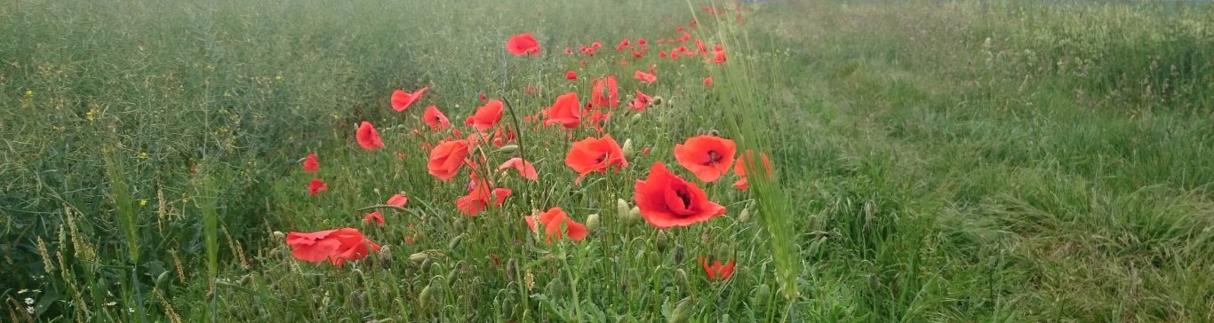 Mohnblüte auf einem Feldweg