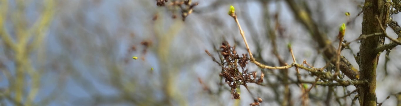 Blüten am Baum