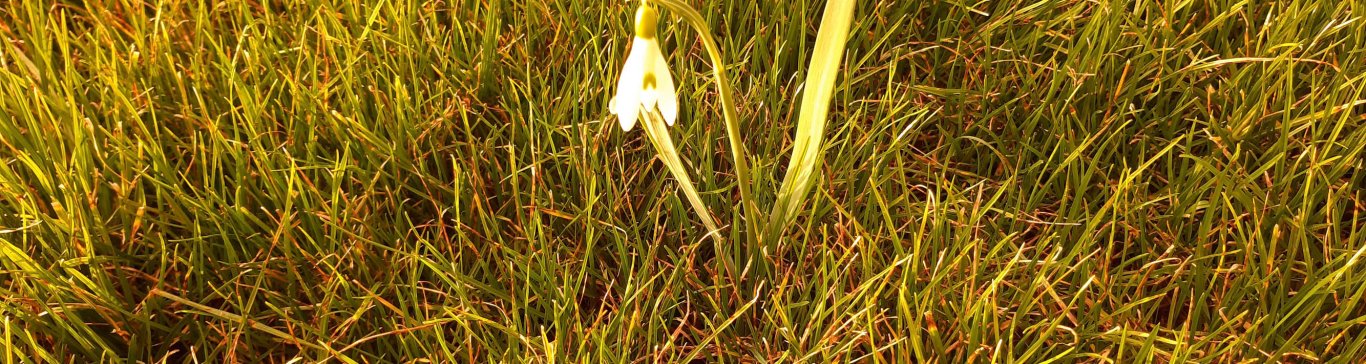 Ein Schneeglöckchen kündigt den Frühling an