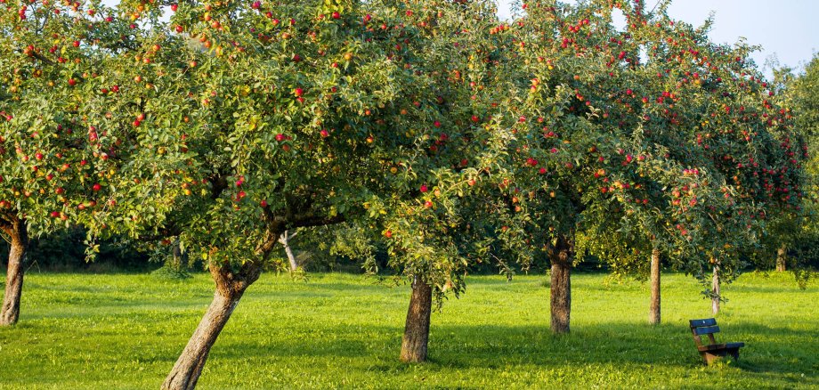 Streuobstwiese im Spätsommer