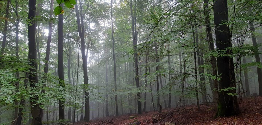 Wald bei herbstlichem Nebel