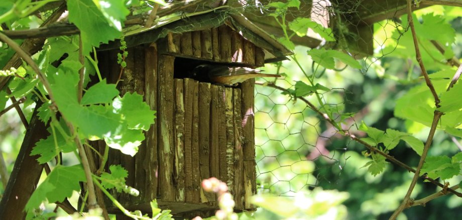 Vogel fliegt in ein Vogelhäuschen