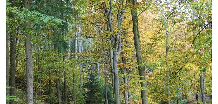 Herbstlicher Wald