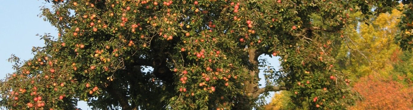 Obstbaum im Spätsommer