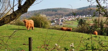 Kühe auf einer Weide als Sinnbild für die erholsame Natur, die Linsengericht umgibt